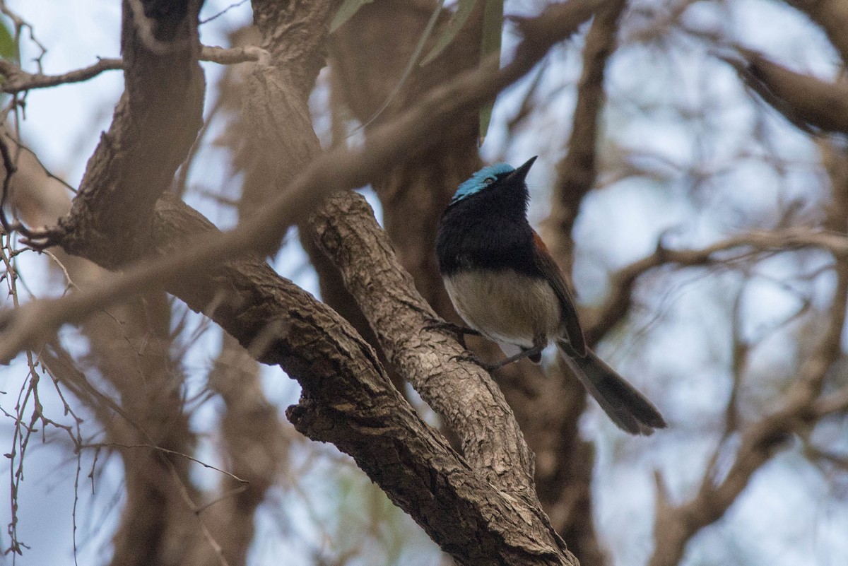 Red-winged Fairywren - ML103767051