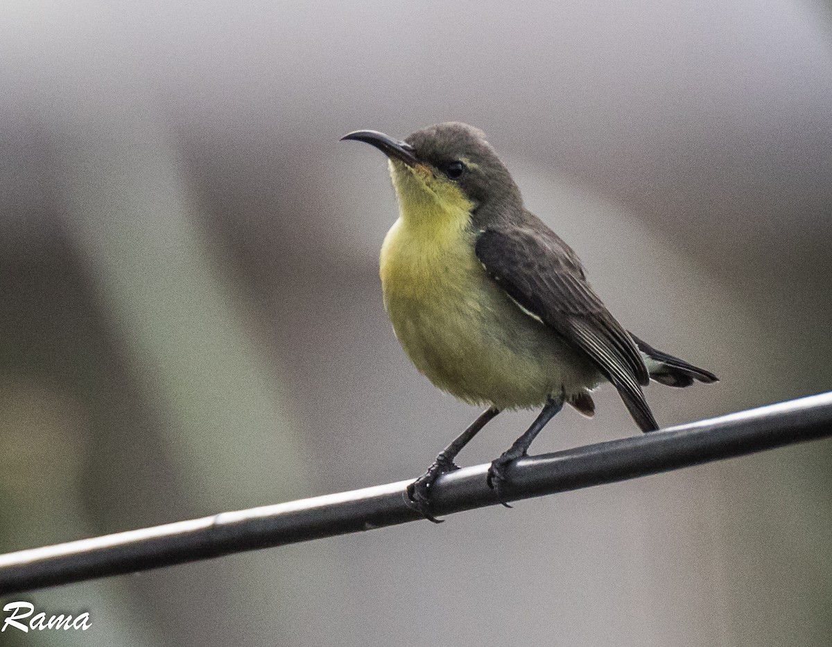 Purple Sunbird - Rama Neelamegam