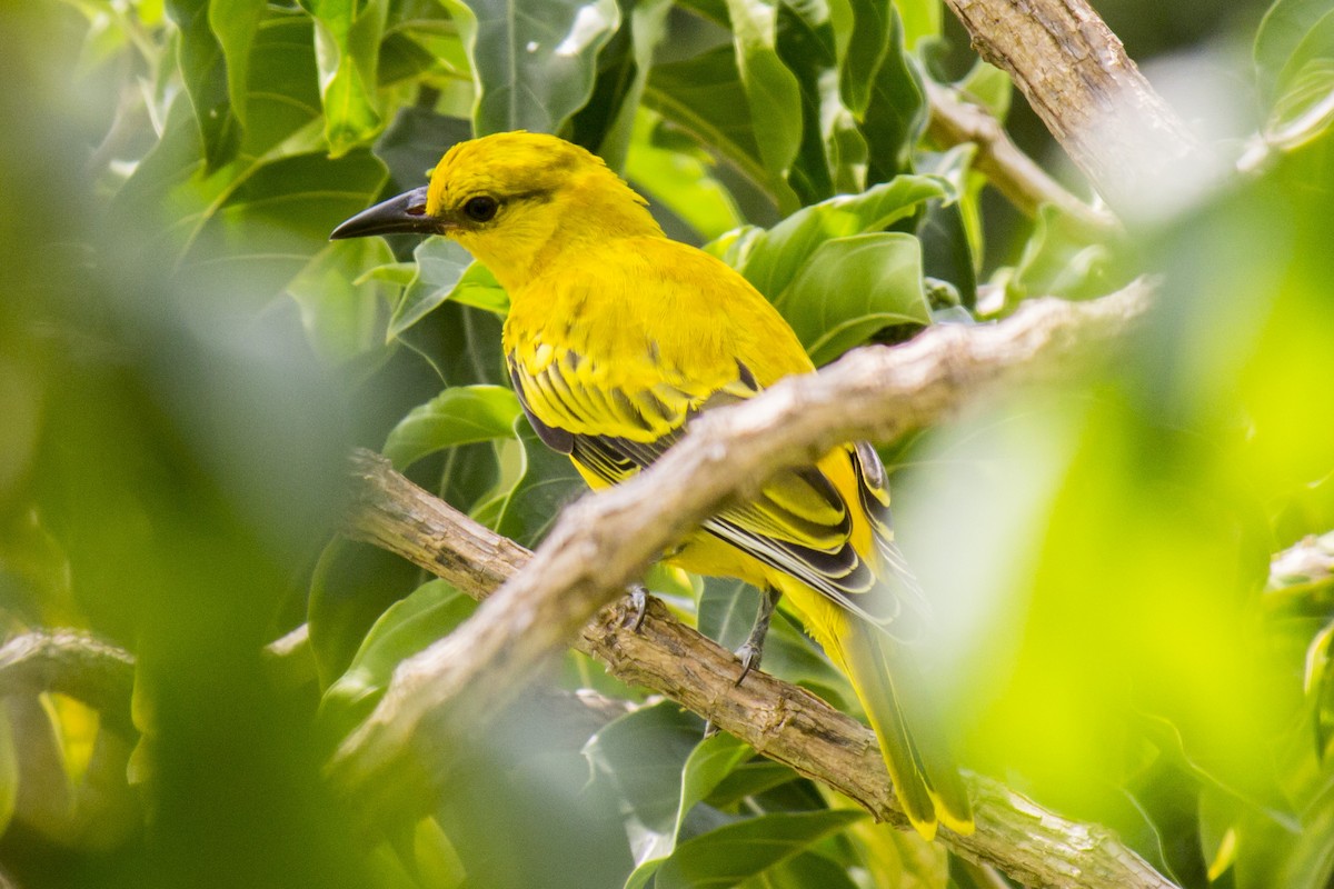 Black-naped Oriole - Michael Teoh