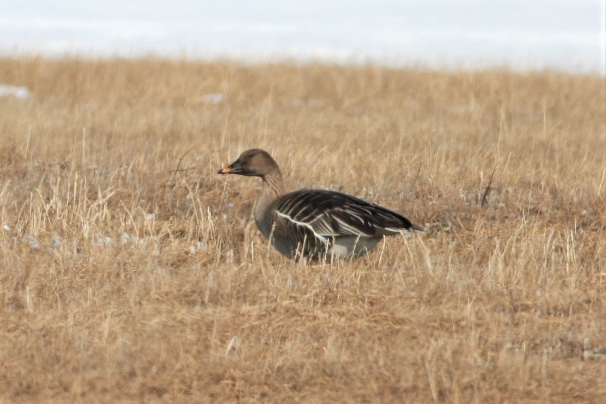 Tundra Bean-Goose - ML103767951