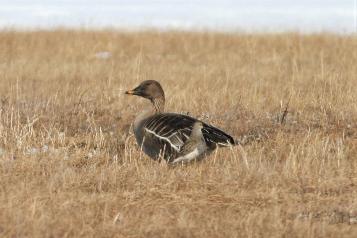 Tundra Bean-Goose - ML103768021