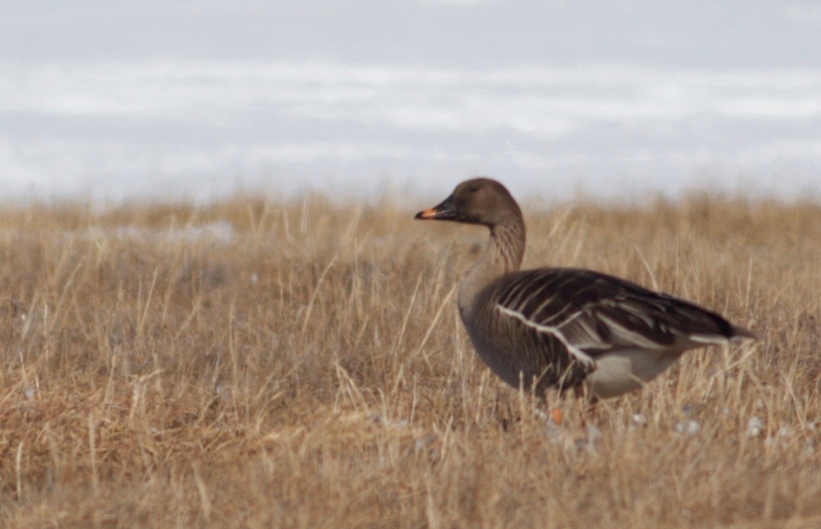 Tundra Bean-Goose - Ben Lagasse