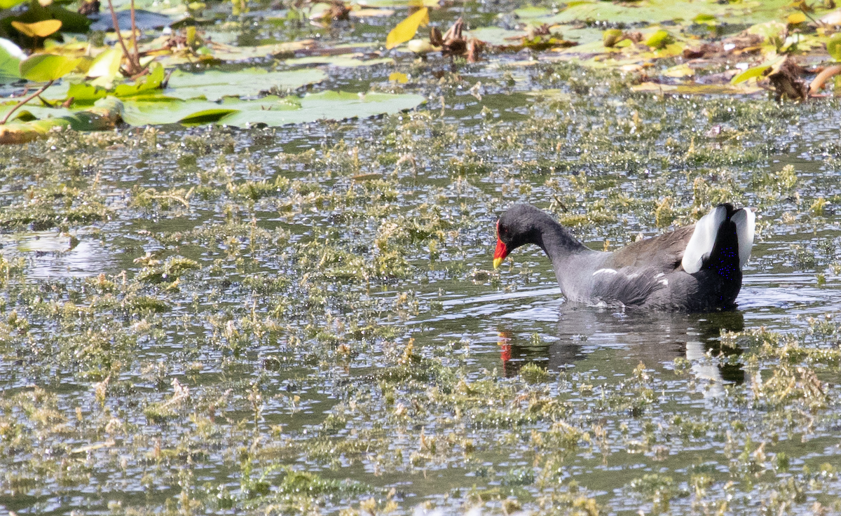 Eurasian Moorhen - ML103769911