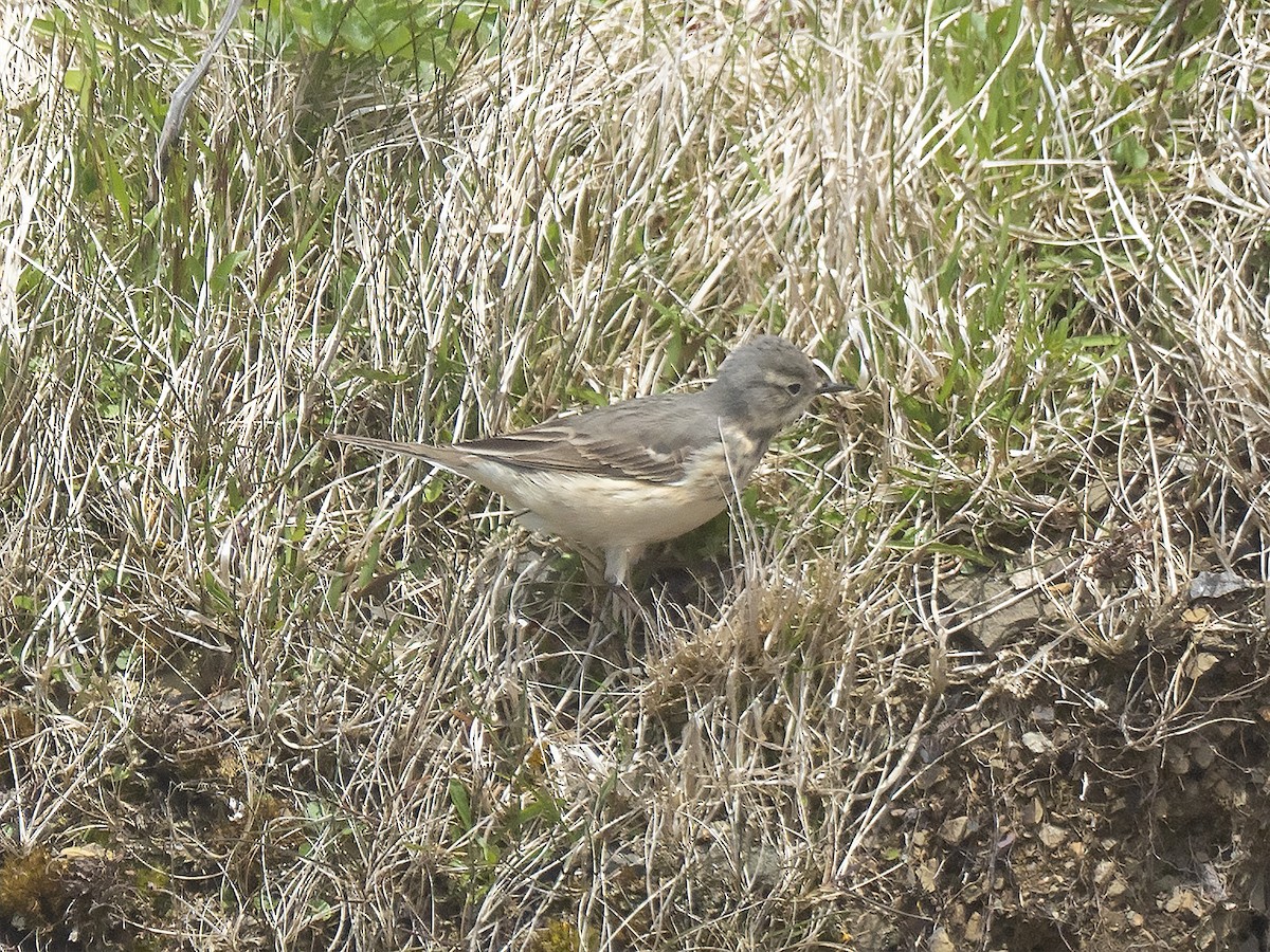 American Pipit - ML103773491