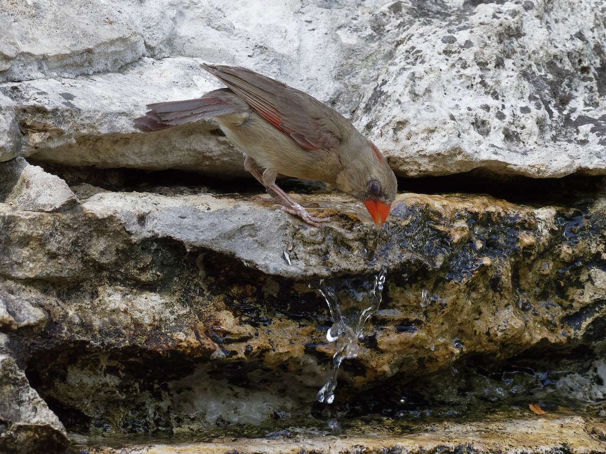 Photos - Northern Cardinal - Cardinalis cardinalis - Birds of the World