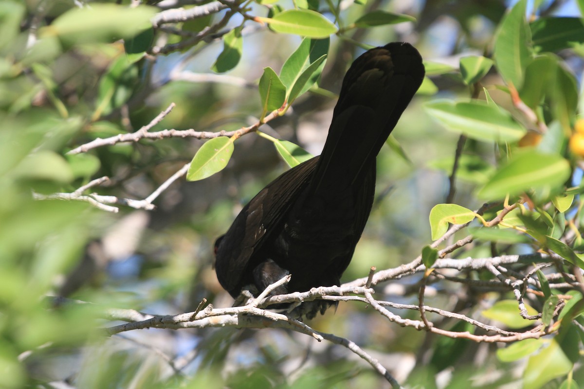 Asian Koel - Stewart  Ford