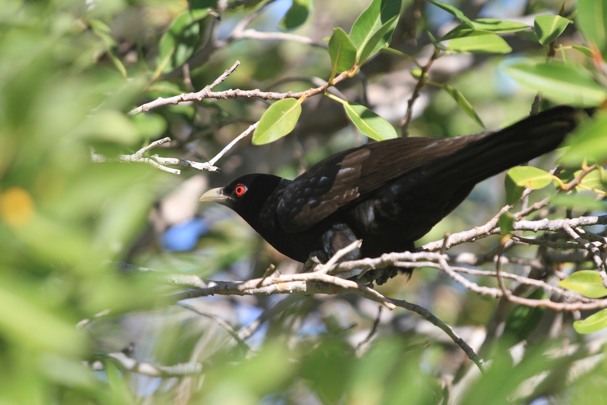 Asian Koel - ML103773881