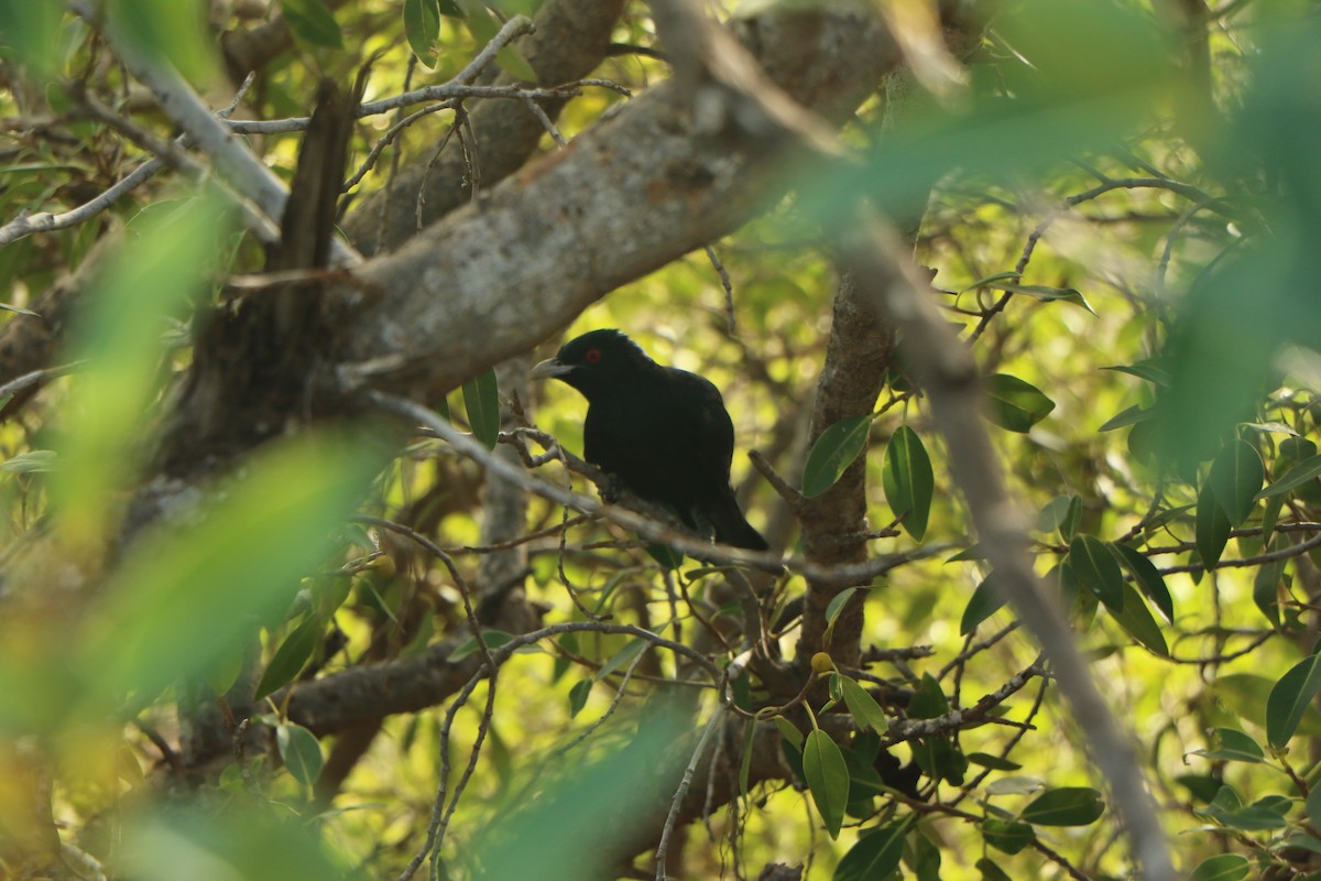 Asian Koel - Stewart  Ford