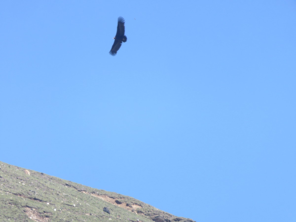 Cinereous Vulture - ML103774051