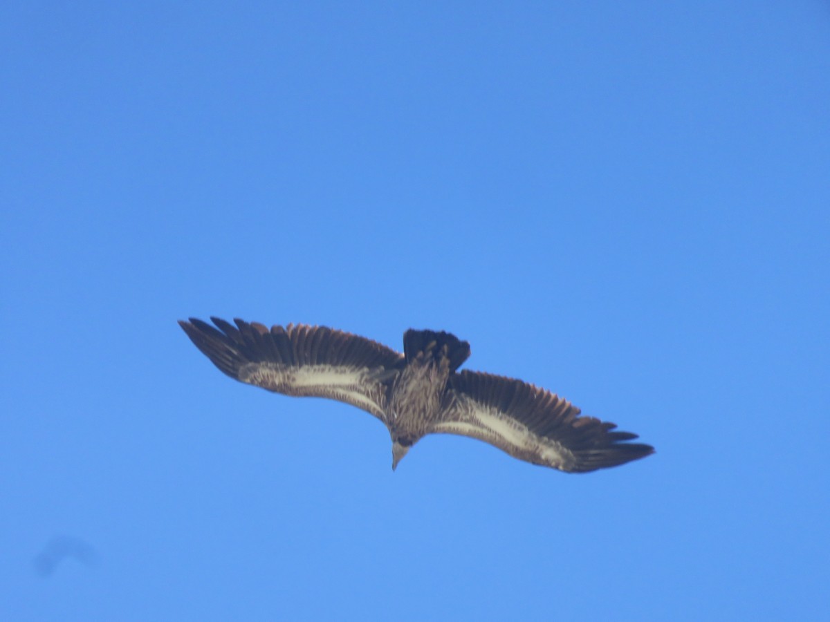 Himalayan Griffon - ML103774081