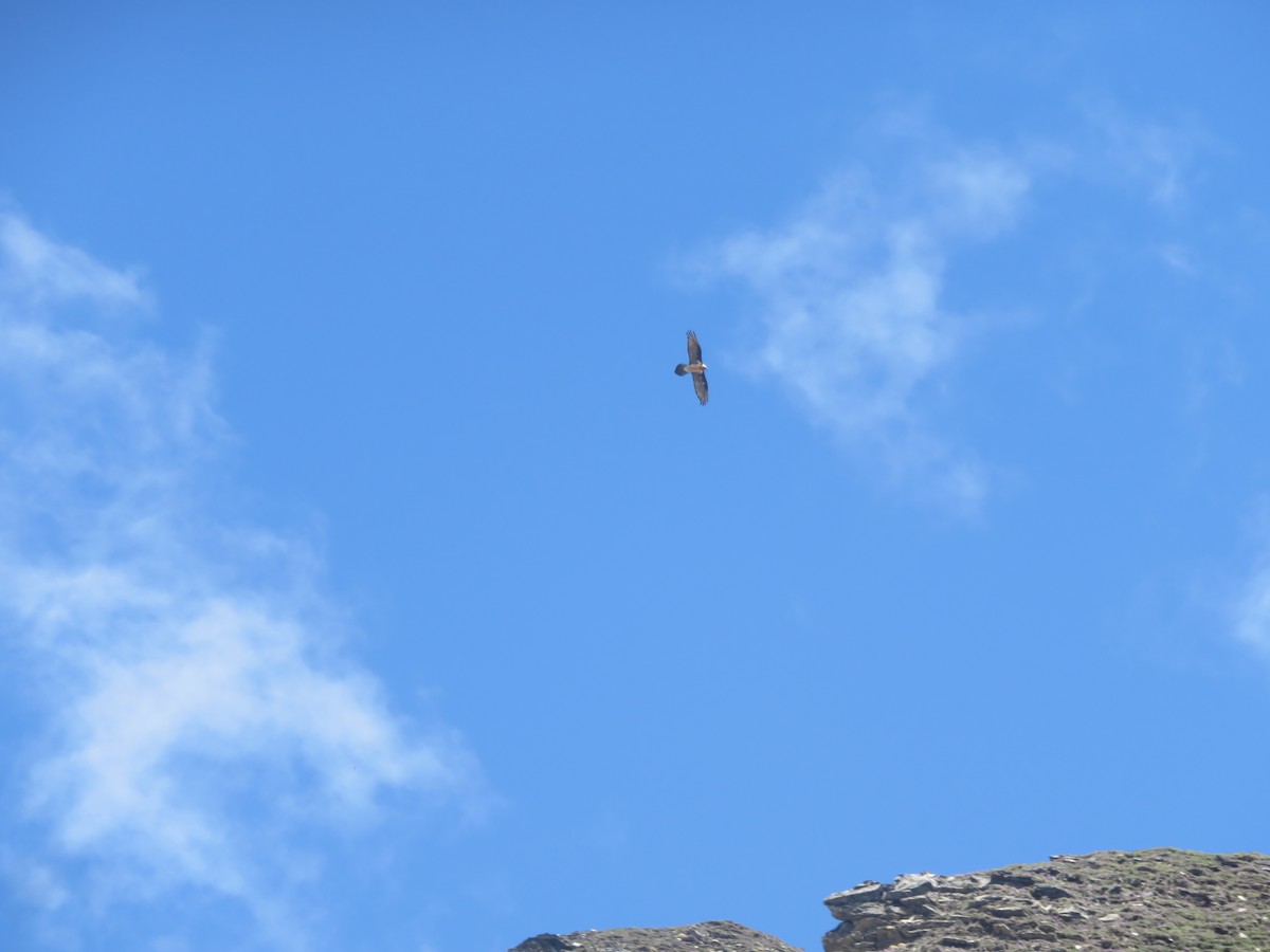 Bearded Vulture (Eurasian) - ML103774261