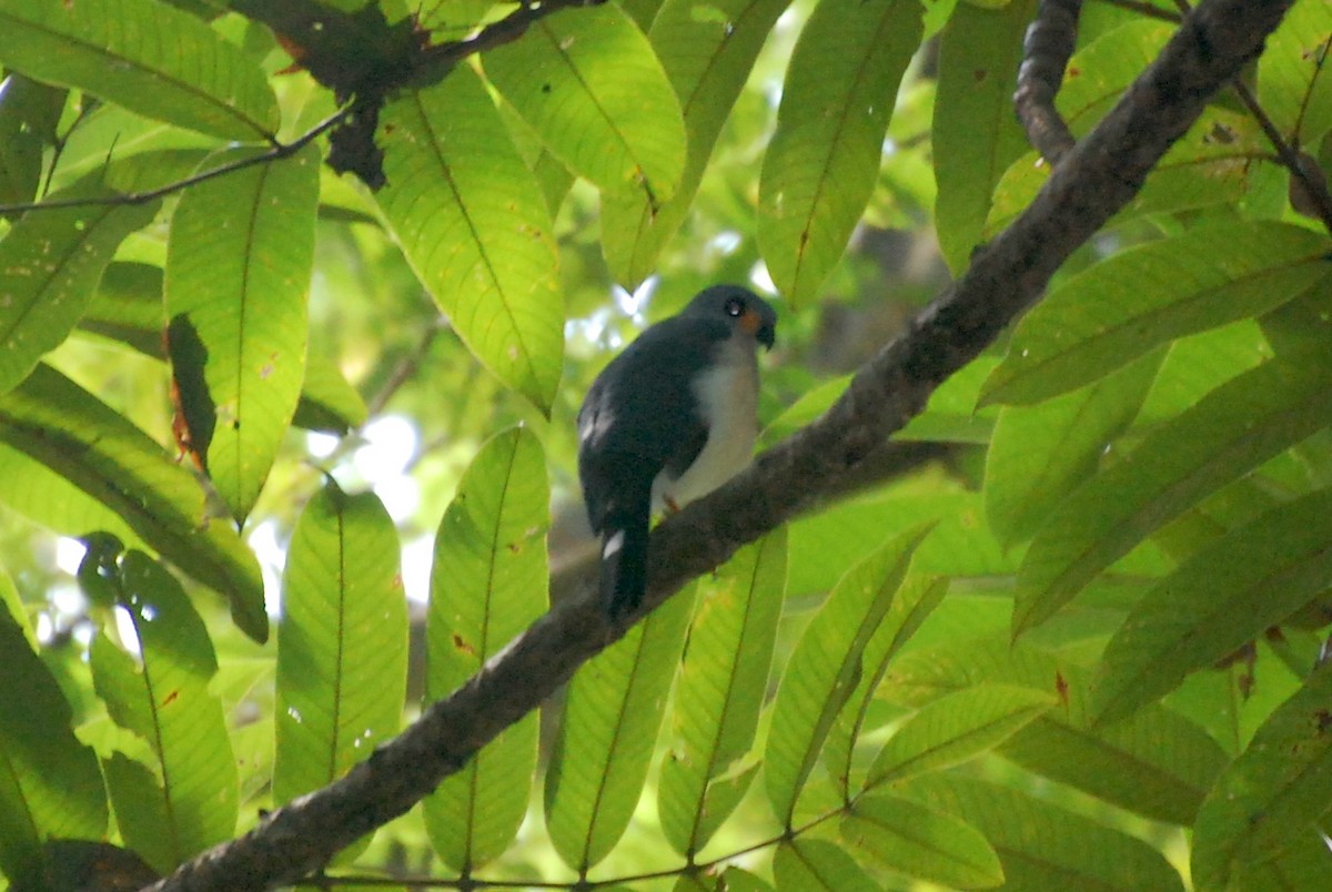 Spot-tailed Goshawk - ML103775841