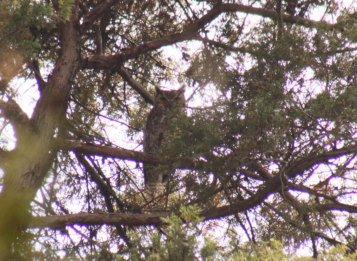 Great Horned Owl - ML103777521