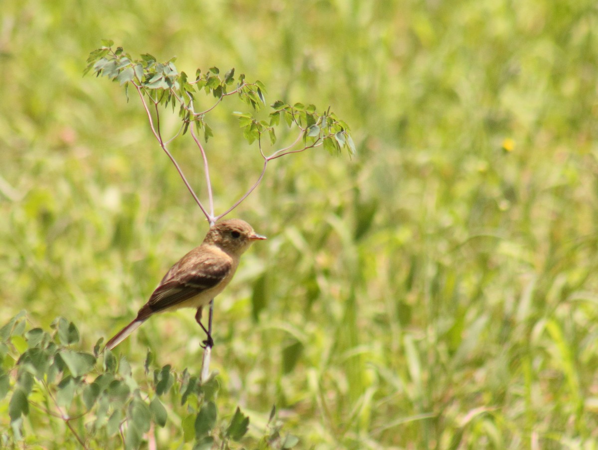 Buff-breasted Flycatcher - ML103777531