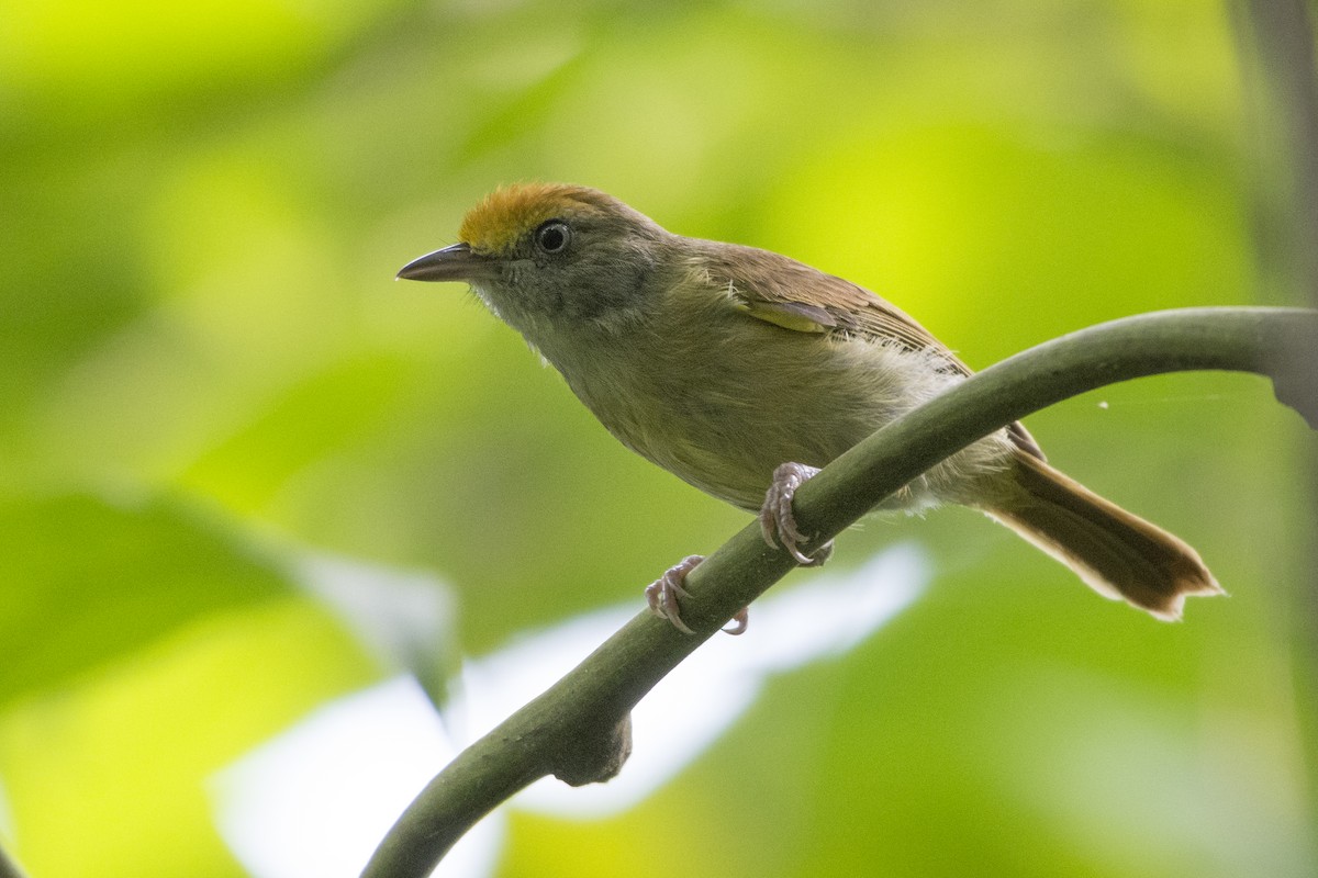Tawny-crowned Greenlet - ML103778161