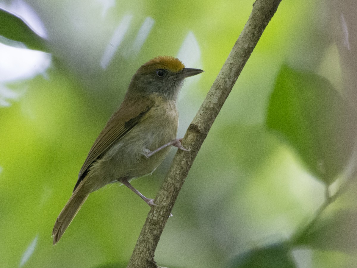 Tawny-crowned Greenlet - Carlos Echeverría