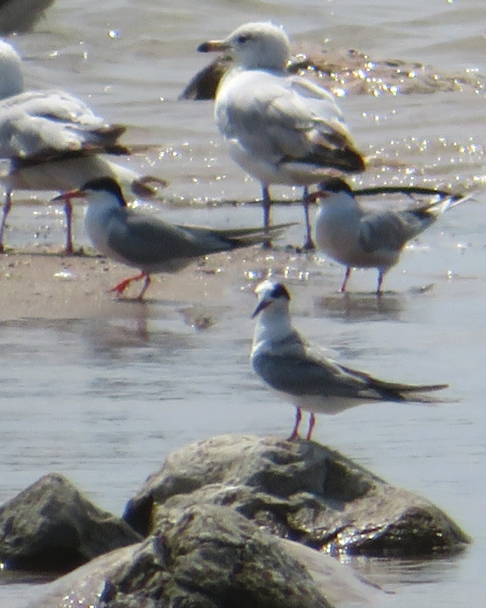 Forster's Tern - ML103778601