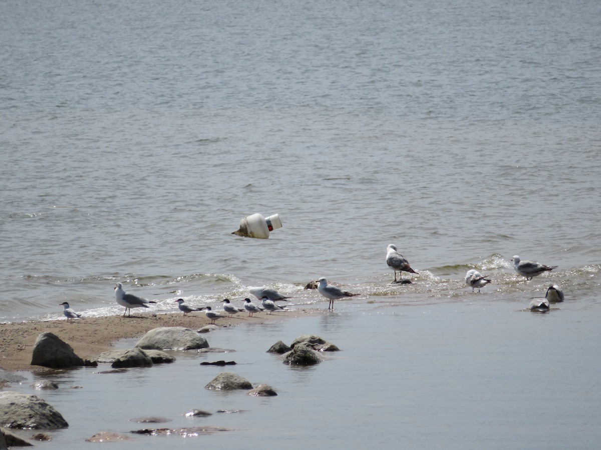Forster's Tern - ML103778621