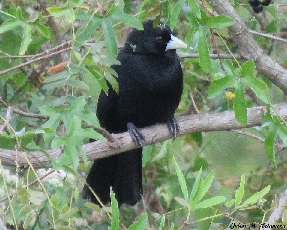 Solitary Black Cacique - Julián Retamoza