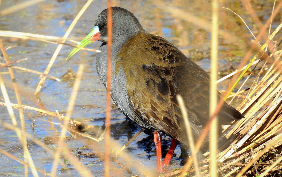 Plumbeous Rail - ML103779821