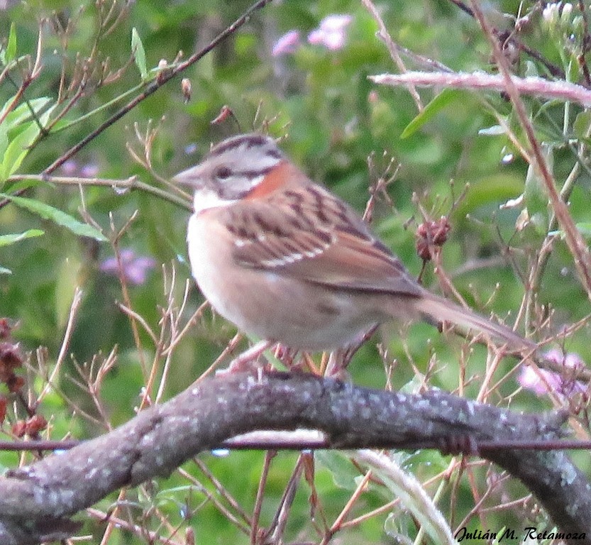 Rufous-collared Sparrow - ML103780311