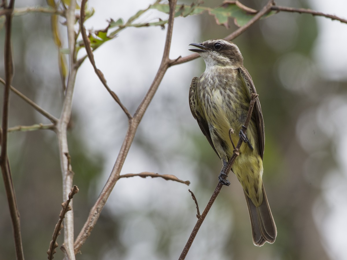 Piratic Flycatcher - Carlos Echeverría