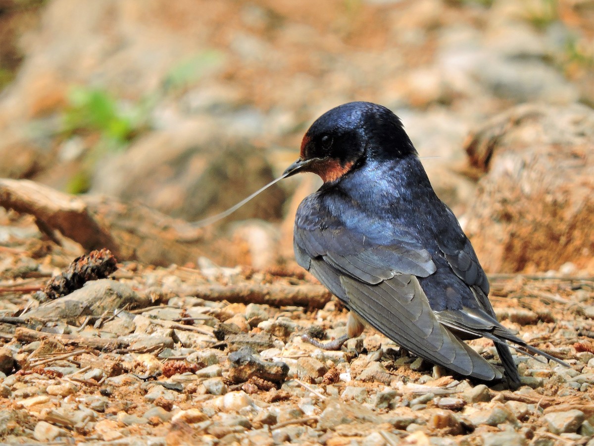 Barn Swallow - ML103781321