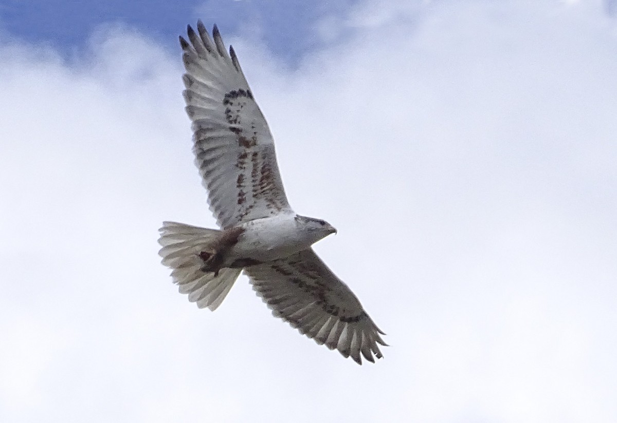 Königsbussard - ML103781841