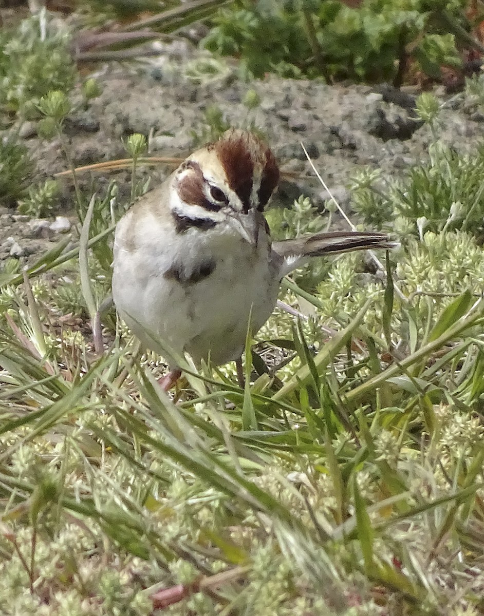 Lark Sparrow - ML103781851