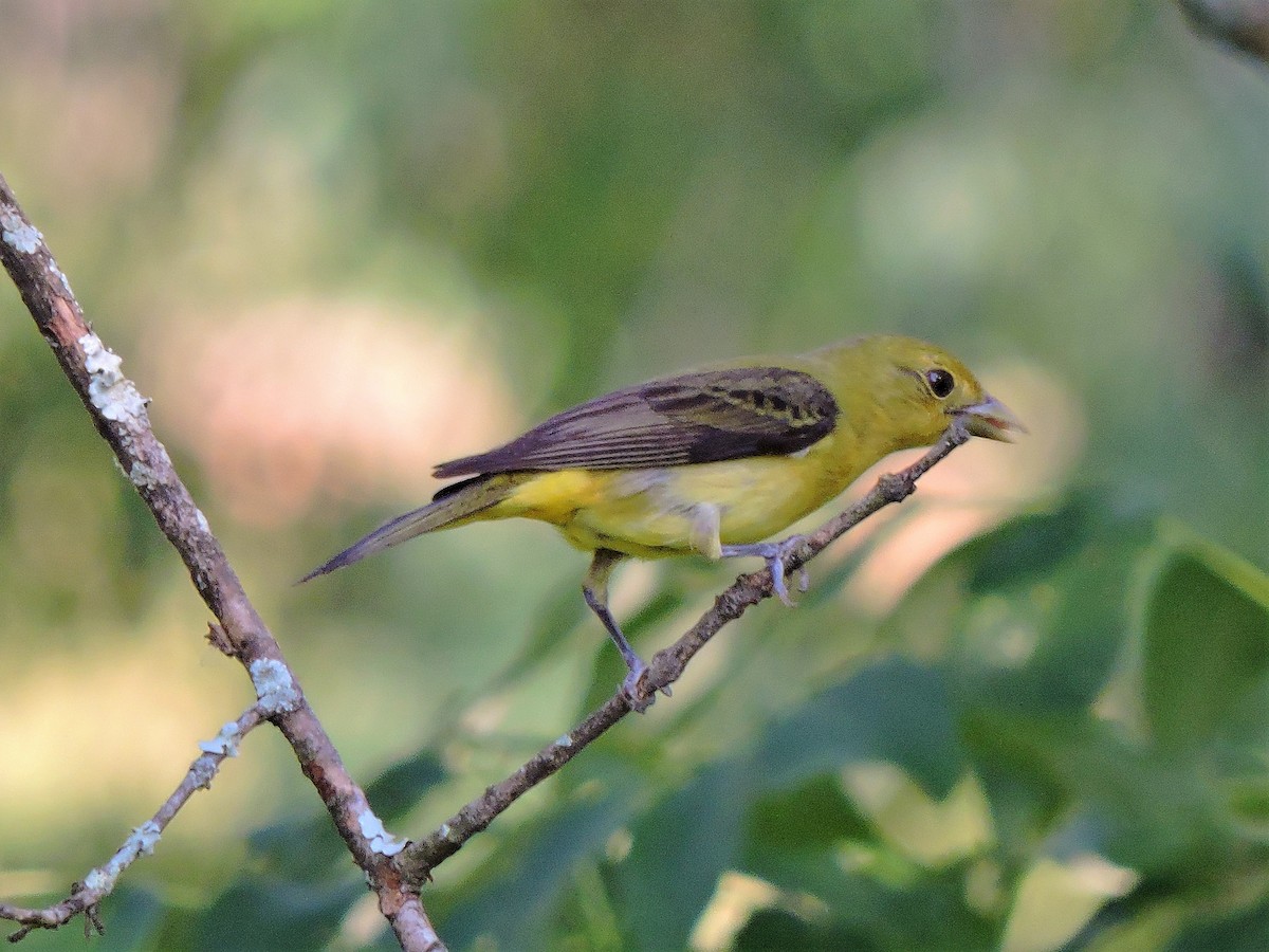 Scarlet Tanager - S. K.  Jones