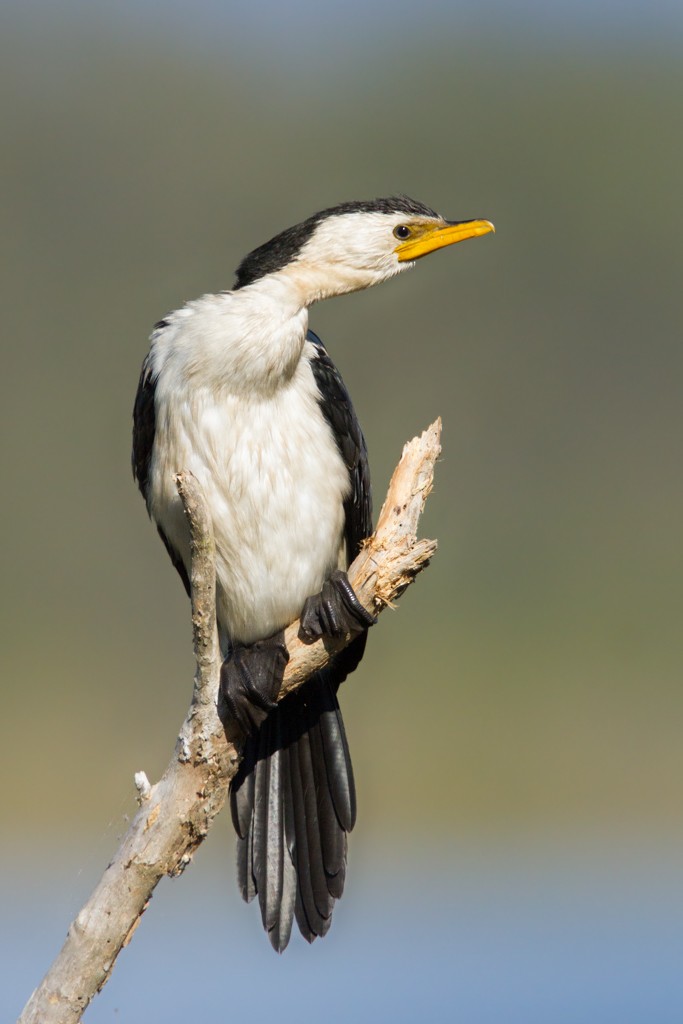 Little Pied Cormorant - Ilya Povalyaev