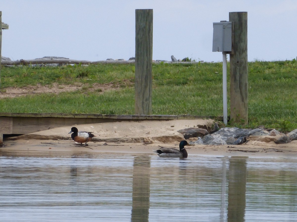 Greater Scaup - ML103782741