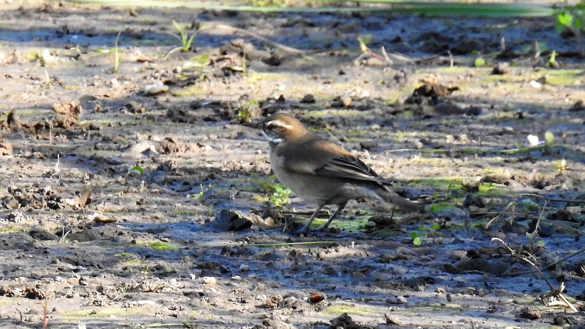 Buff-winged Cinclodes - ML103782931