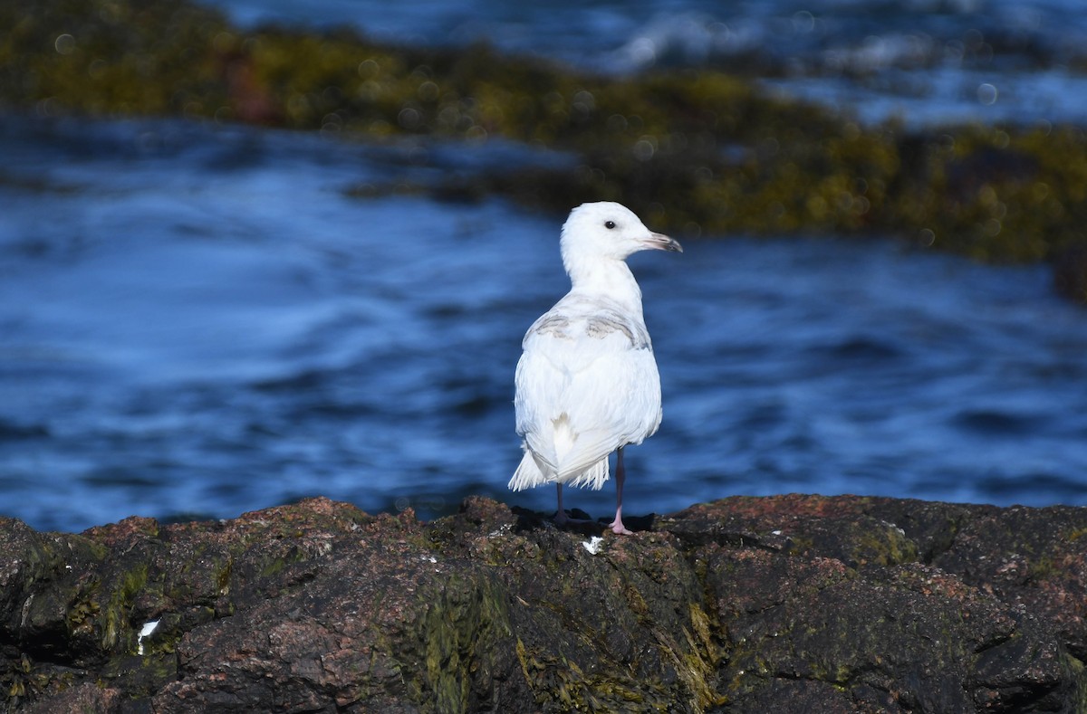 Iceland Gull - ML103783361