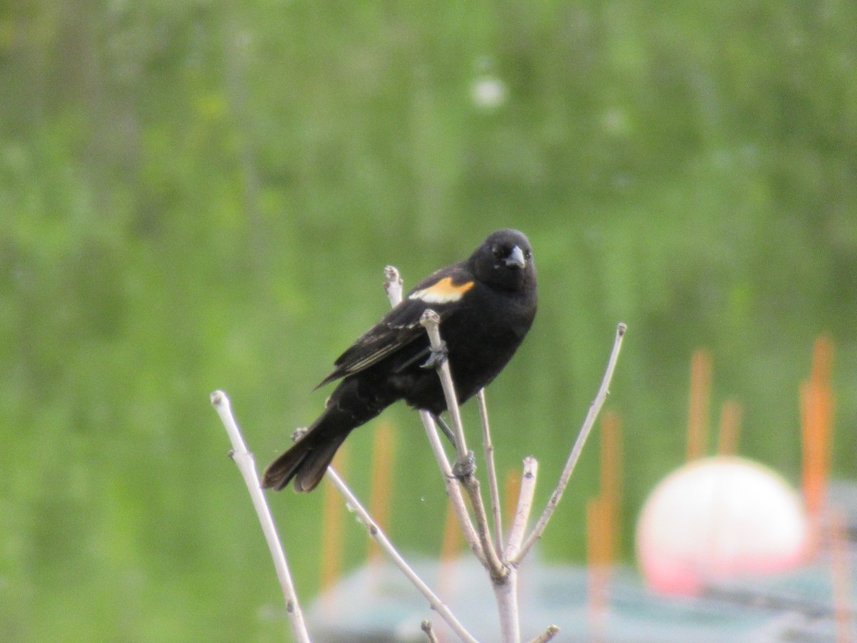 Red-winged Blackbird - ML103784261