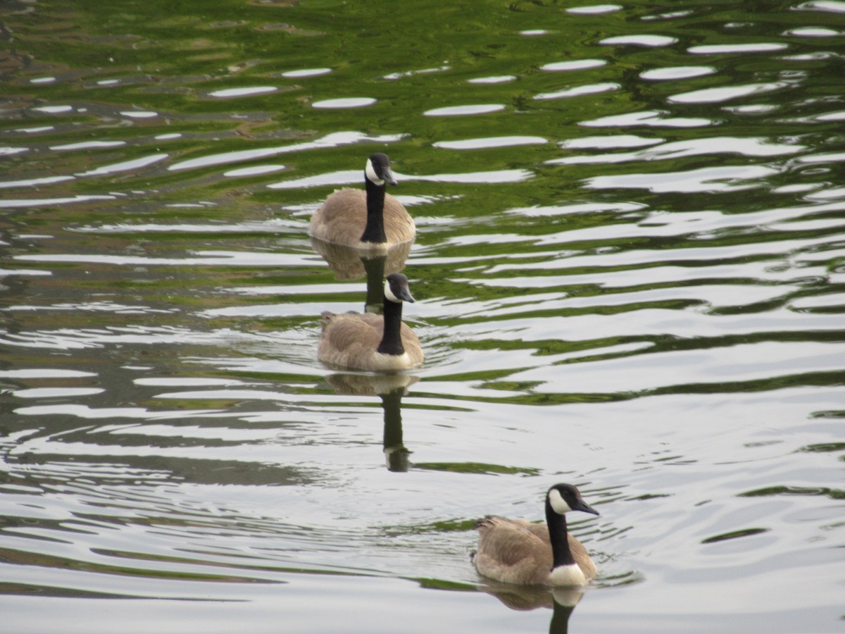Canada Goose - ML103784361