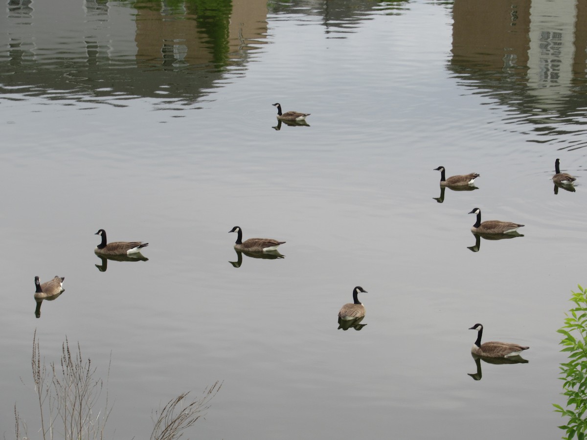 Canada Goose - ML103784391