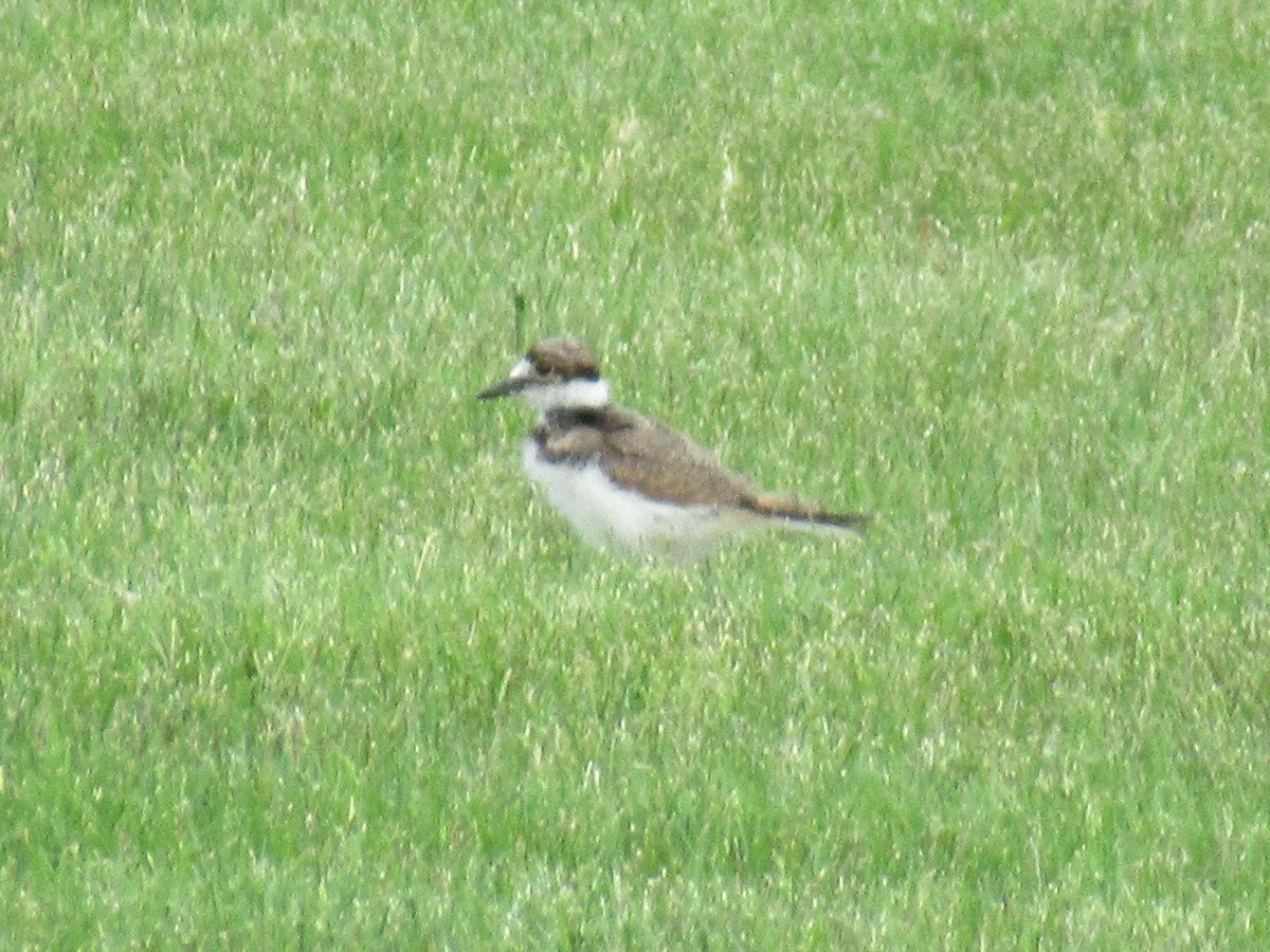 Killdeer - ML103784621