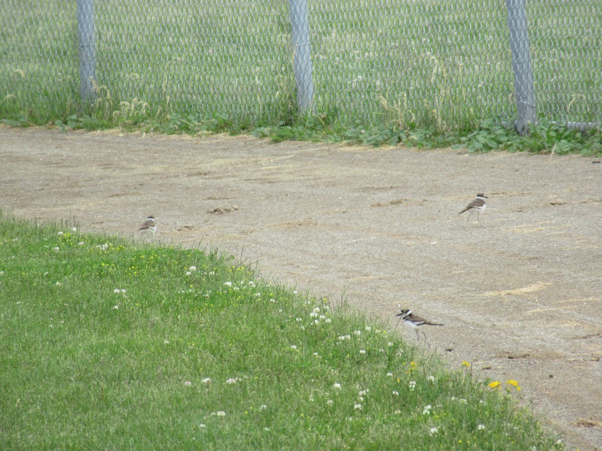 Killdeer - ML103784631