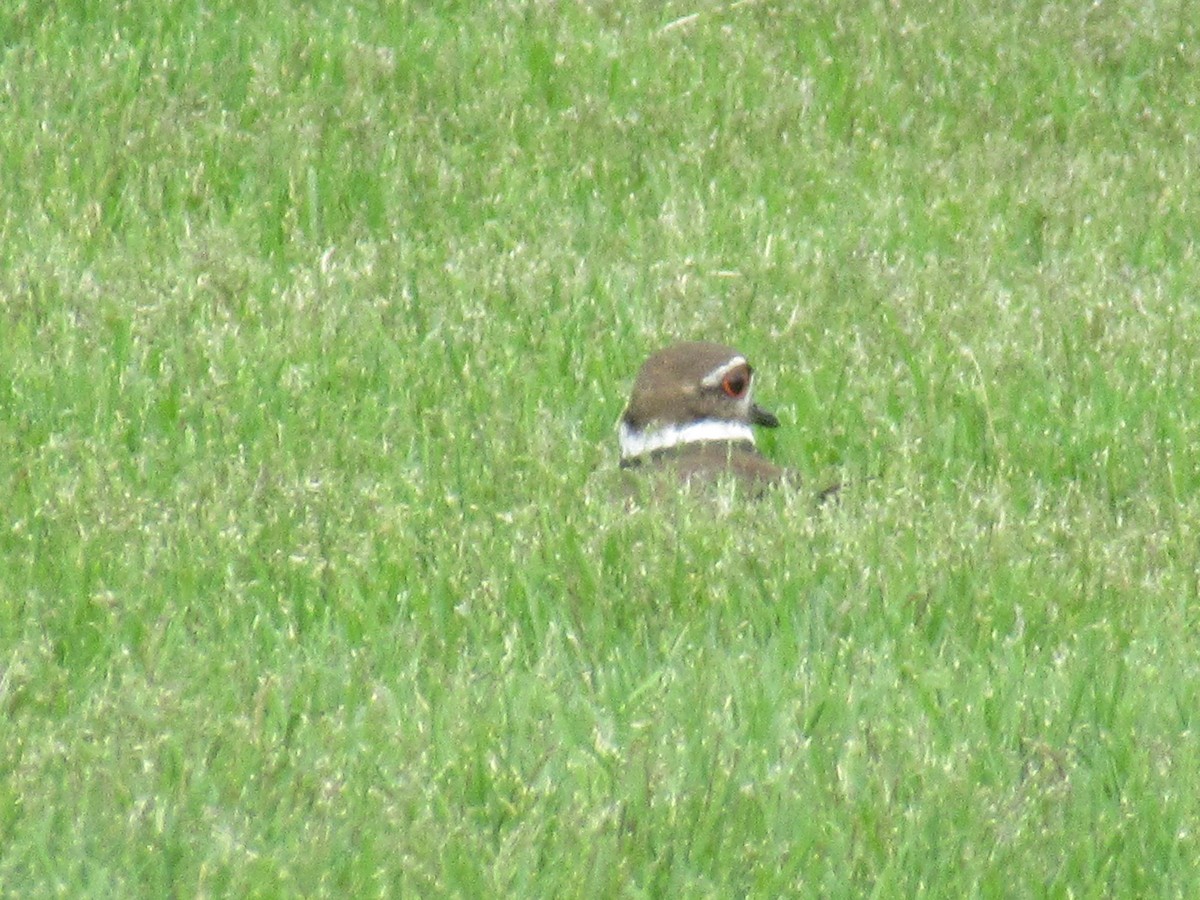 Killdeer - ML103784661