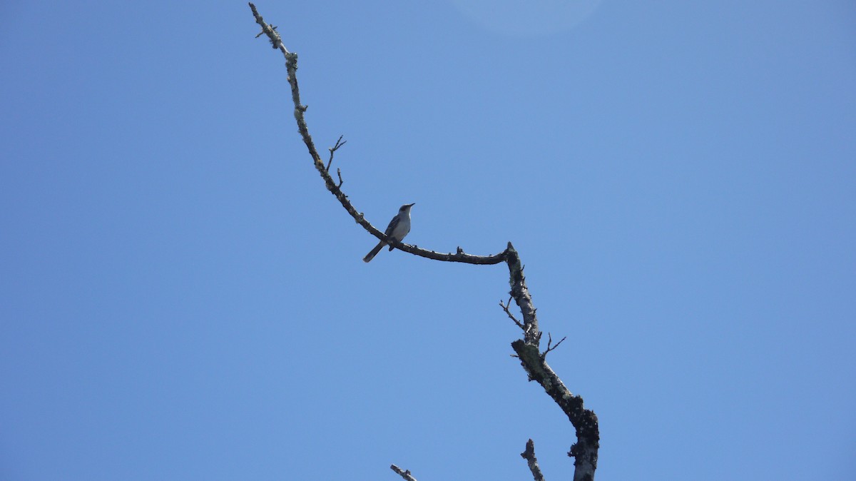 Galapagos Mockingbird - ML103784701