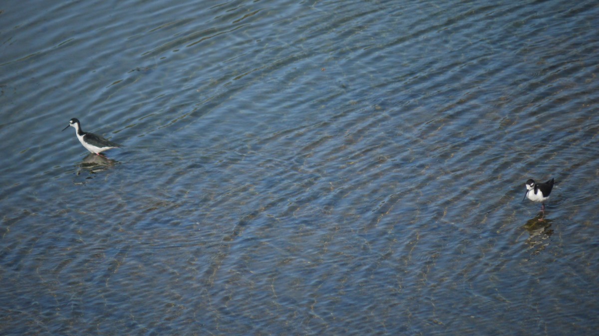 Black-necked Stilt - ML103784761