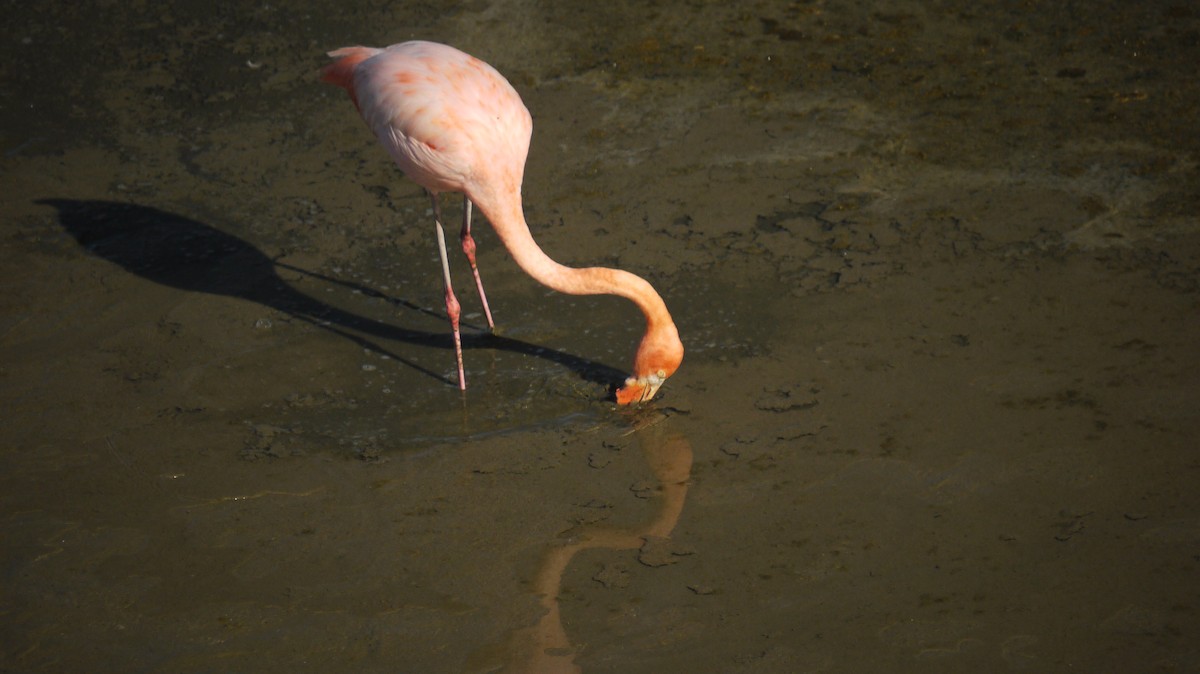 Amerika Flamingosu - ML103785031
