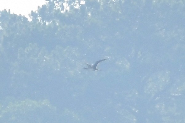 Common Loon - ML103787501
