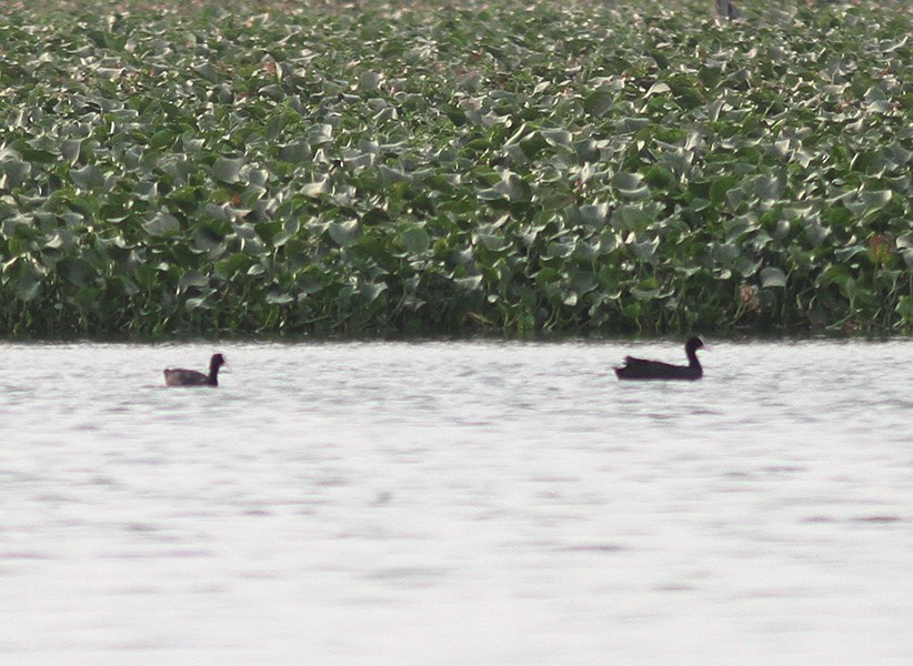 Eurasian Coot - ML103788281