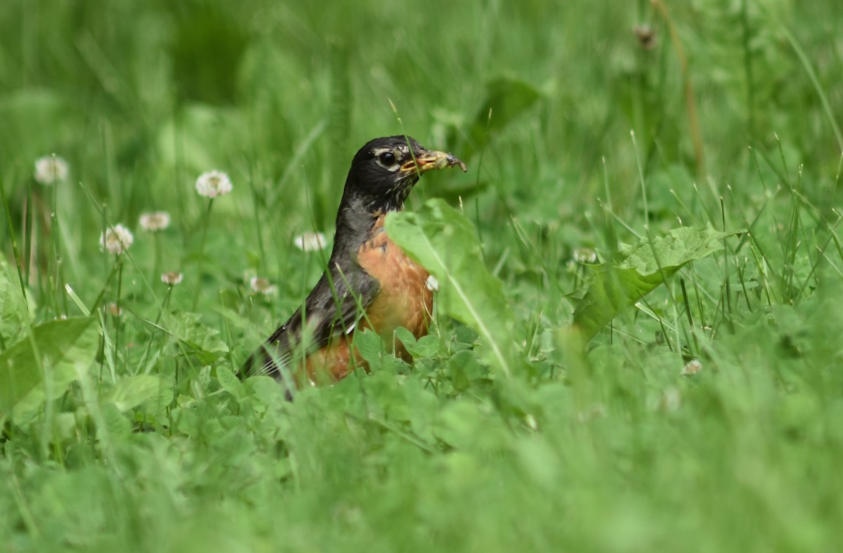 American Robin - ML103789981