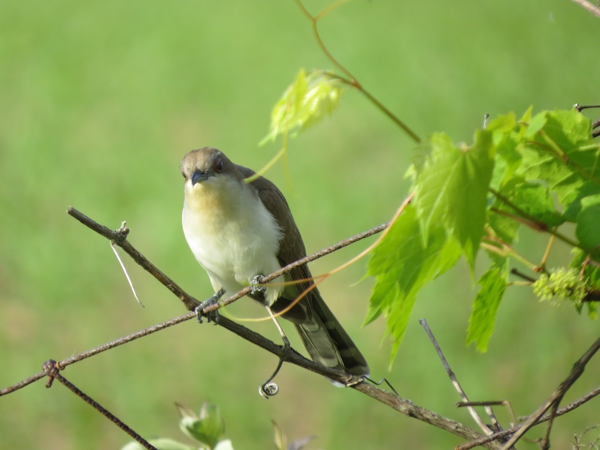 Black-billed Cuckoo - ML103790221