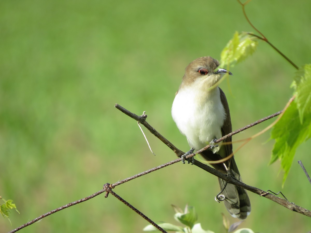 Black-billed Cuckoo - ML103790241