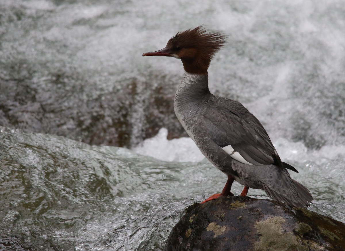 Common Merganser - Tom Forwood JR