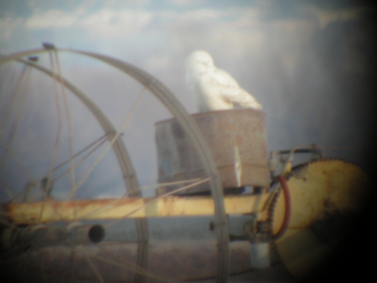 Snowy Owl - ML103790731